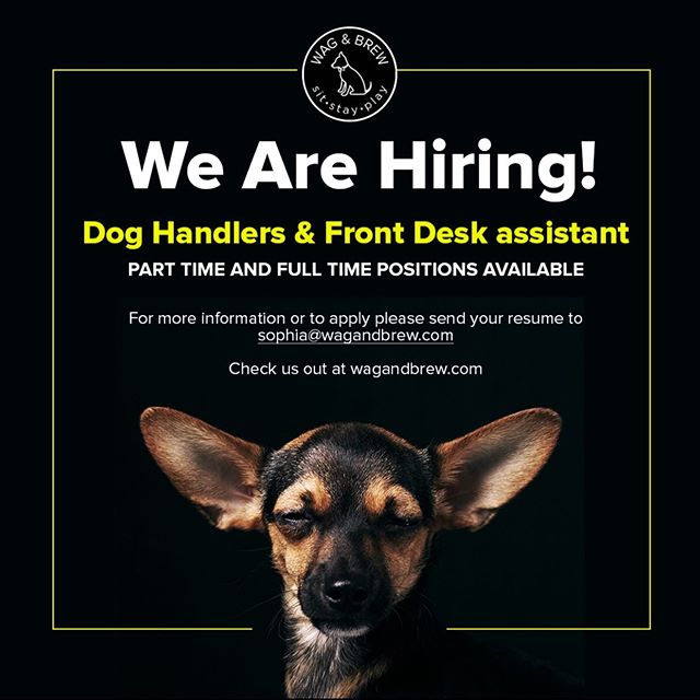 We Are Hiring! 💥🖤💥💛
👉Dog Handlers
👉Front Desk assistant
👌Part time and Full time positions available!
☝️For more information or to apply please send your resume to sophia@wagandbrew.com
☝️Check us out at wagandbrew.com (link in bio!).
.
.
.
.
#wagandbrew #wag #hiring #nowhiring #jobshiring #wagandbrewhiring #hiringalexandriava #hiringalexandria