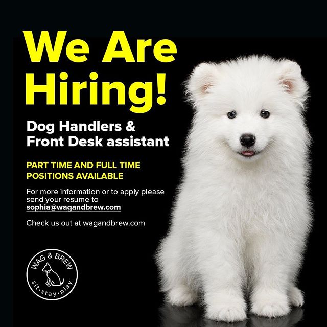 HAPPY FRIDAY W&B FAMILY! 🖤💛 Spread the voice! We are hiring!!! 👉Dog Handlers
👉Front Desk assistant
👌Part time and Full time positions available!
☝️For more information or to apply please send your resume to sophia@wagandbrew.com
☝️Check us out at wagandbrew.com (link in bio!).
.
.
.
.
#wagandbrew #wag #hiring #nowhiring #jobshiring #wagandbrewhiring #hiringalexandriava #hiringalexandria