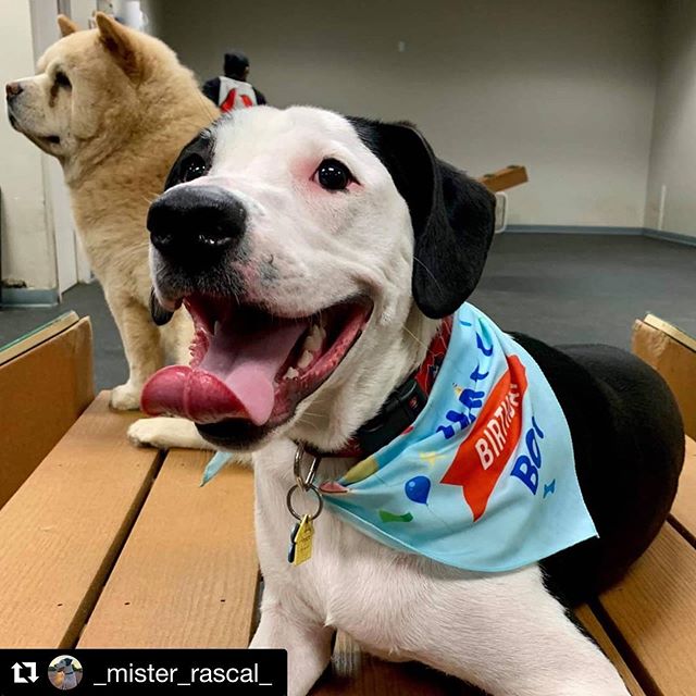 #Repost @_mister_rascal_ ・・・
#throwbackthursday ᴛᴏ ᴍʏ ᴡᴏᴏꜰᴛᴀꜱᴛɪᴄ ʙɪʀᴛʜᴅᴀʏ ᴘᴀᴡ-ᴛʏ ᴡɪᴛʜ ᴀʟʟ ᴍʏ ꜰʀɪᴇɴᴅꜱ!